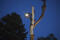 Joby Gorillatorch Flare - bild 10